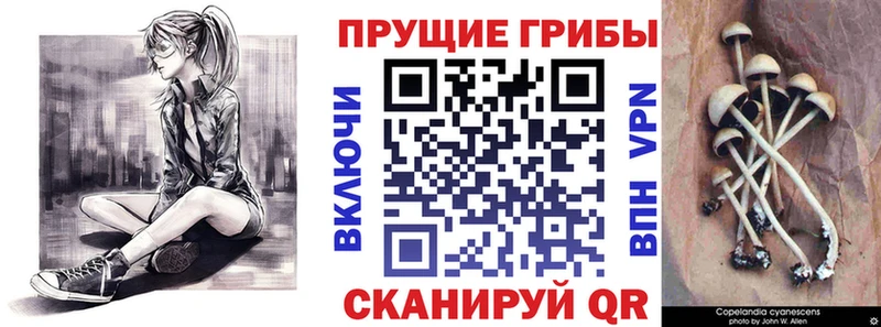 Псилоцибиновые грибы Psilocybine cubensis  Приволжск 